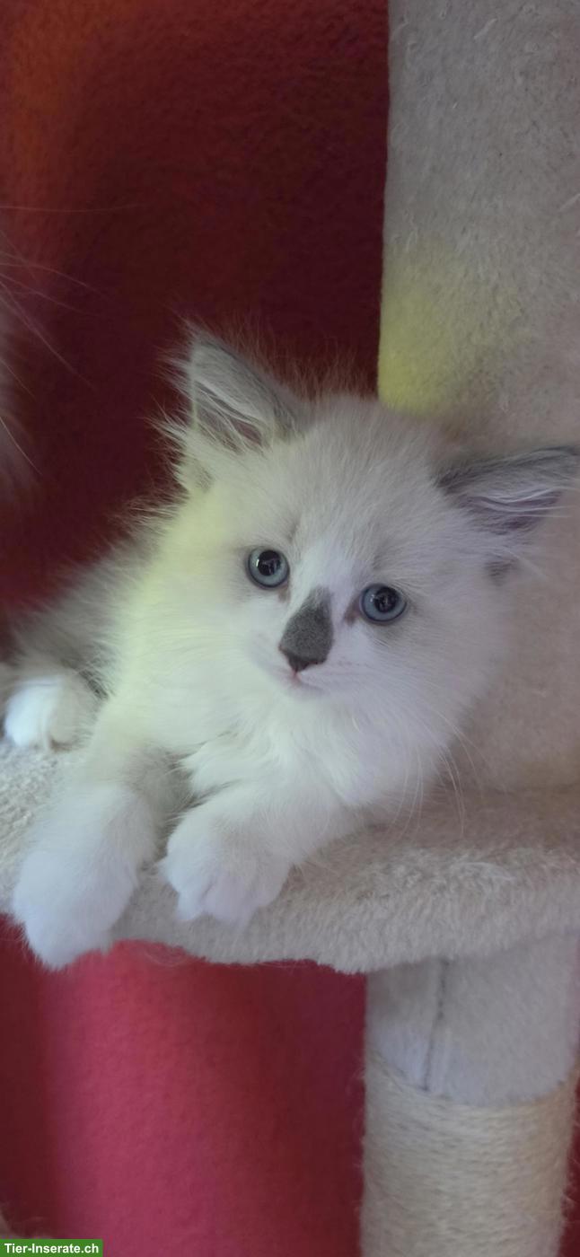 Bild 4: Heilige Birma Mix Kitten mit blauen Augen