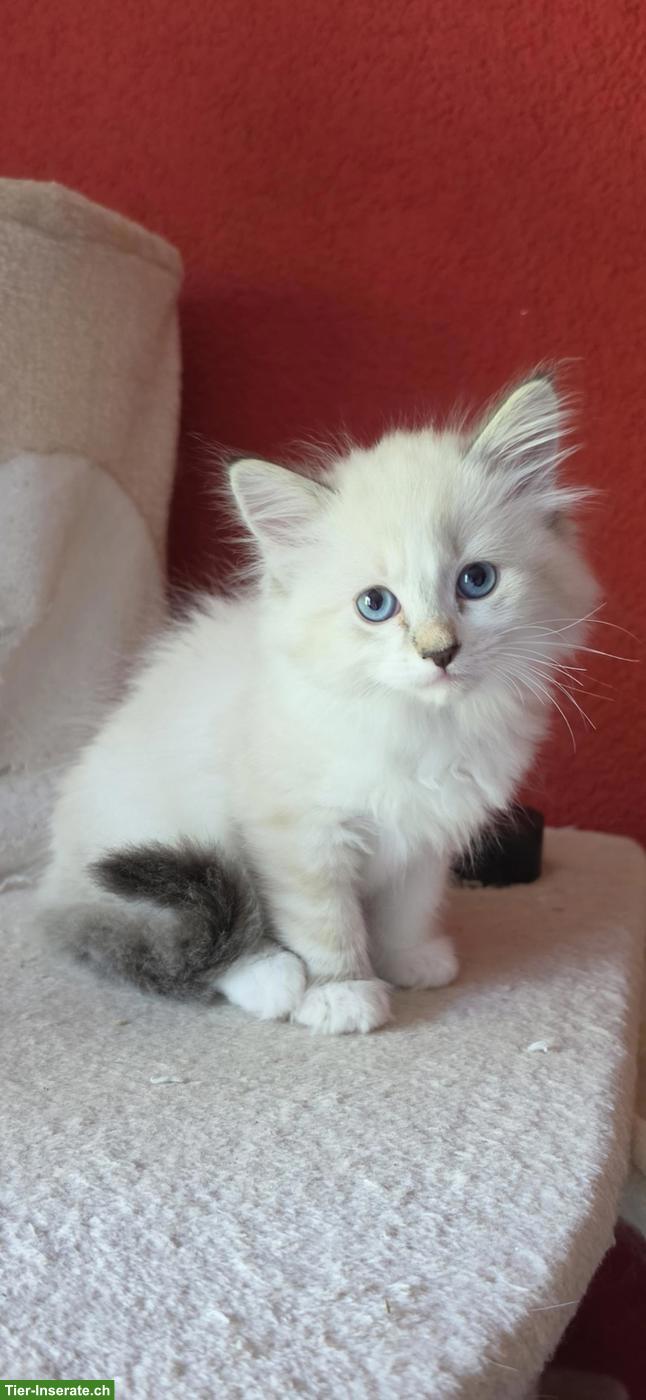 Bild 5: Heilige Birma Mix Kitten mit blauen Augen