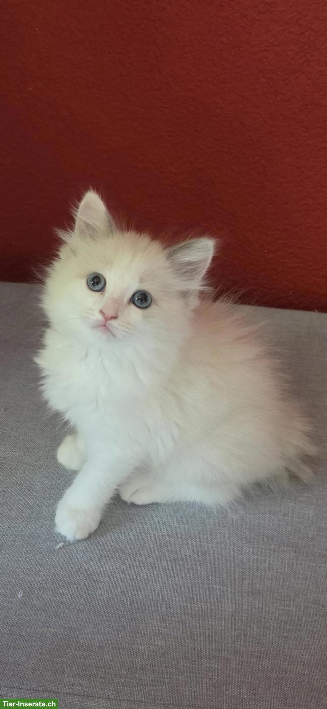 Bild 6: Heilige Birma Mix Kitten mit blauen Augen