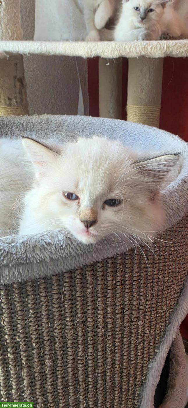 Bild 7: Heilige Birma Mix Kitten mit blauen Augen