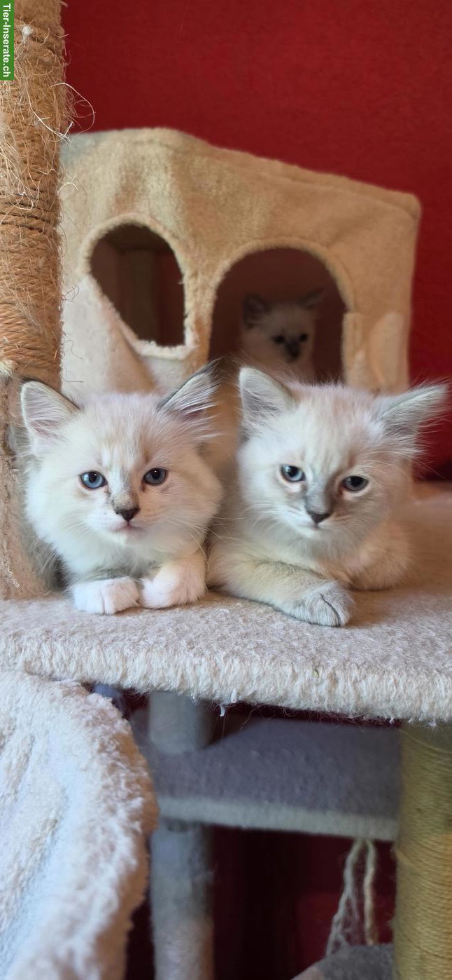 Bild 8: Heilige Birma Mix Kitten mit blauen Augen
