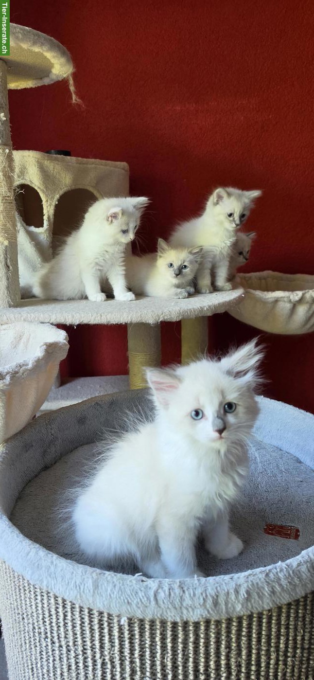 Bild 9: Heilige Birma Mix Kitten mit blauen Augen