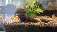Felsenschnecke Jungtiere - Tylomelania orange