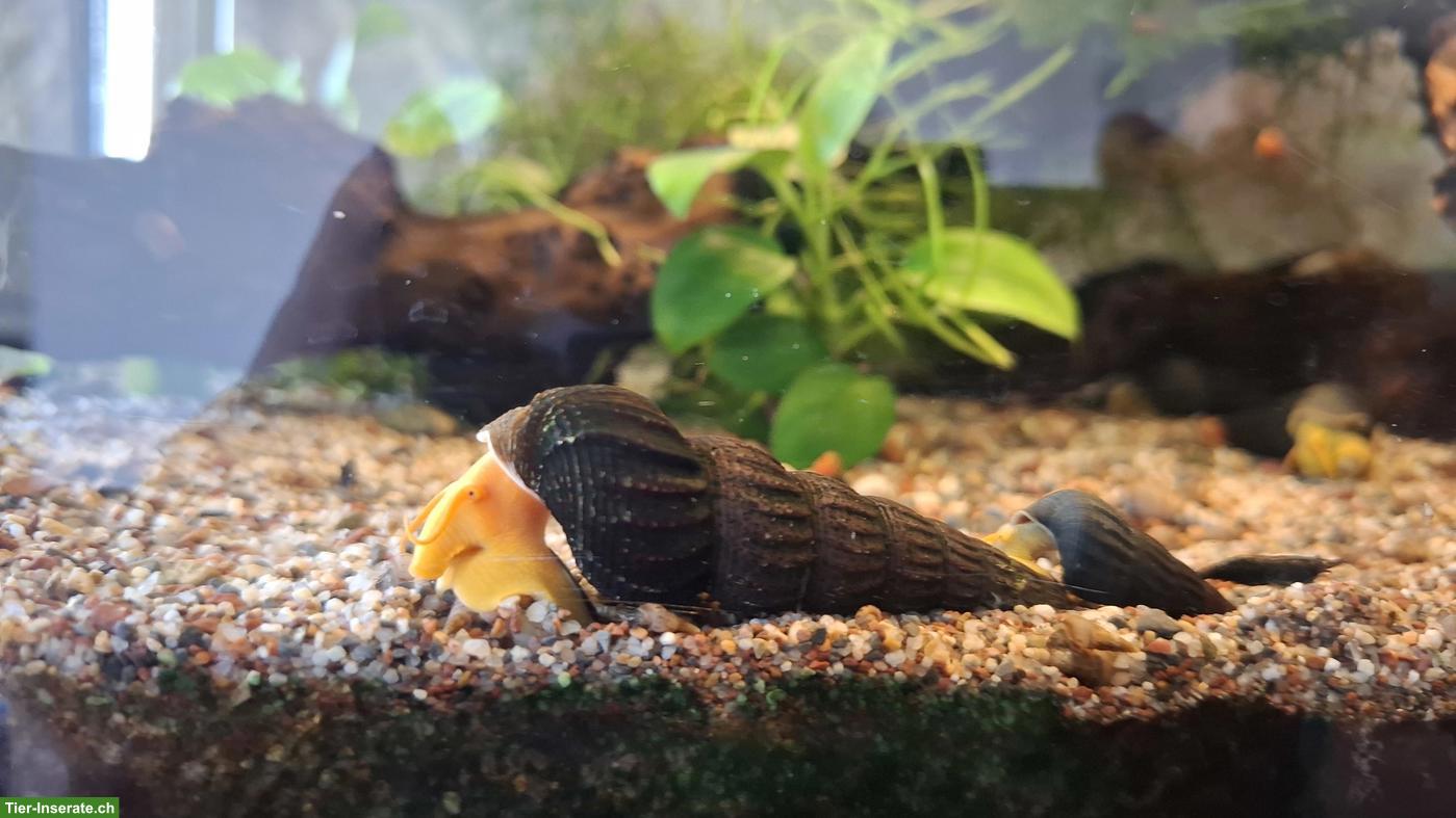 Bild 2: Felsenschnecke Jungtiere - Tylomelania orange