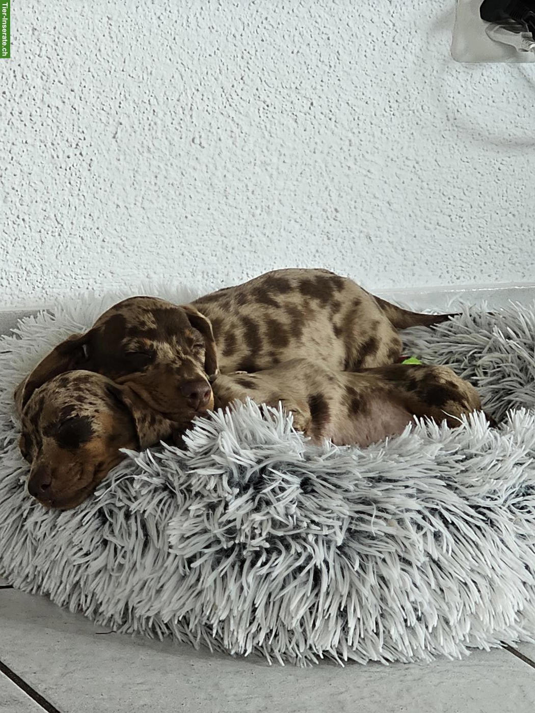 Bild 4: Mini-Dackel Welpe, Rüde