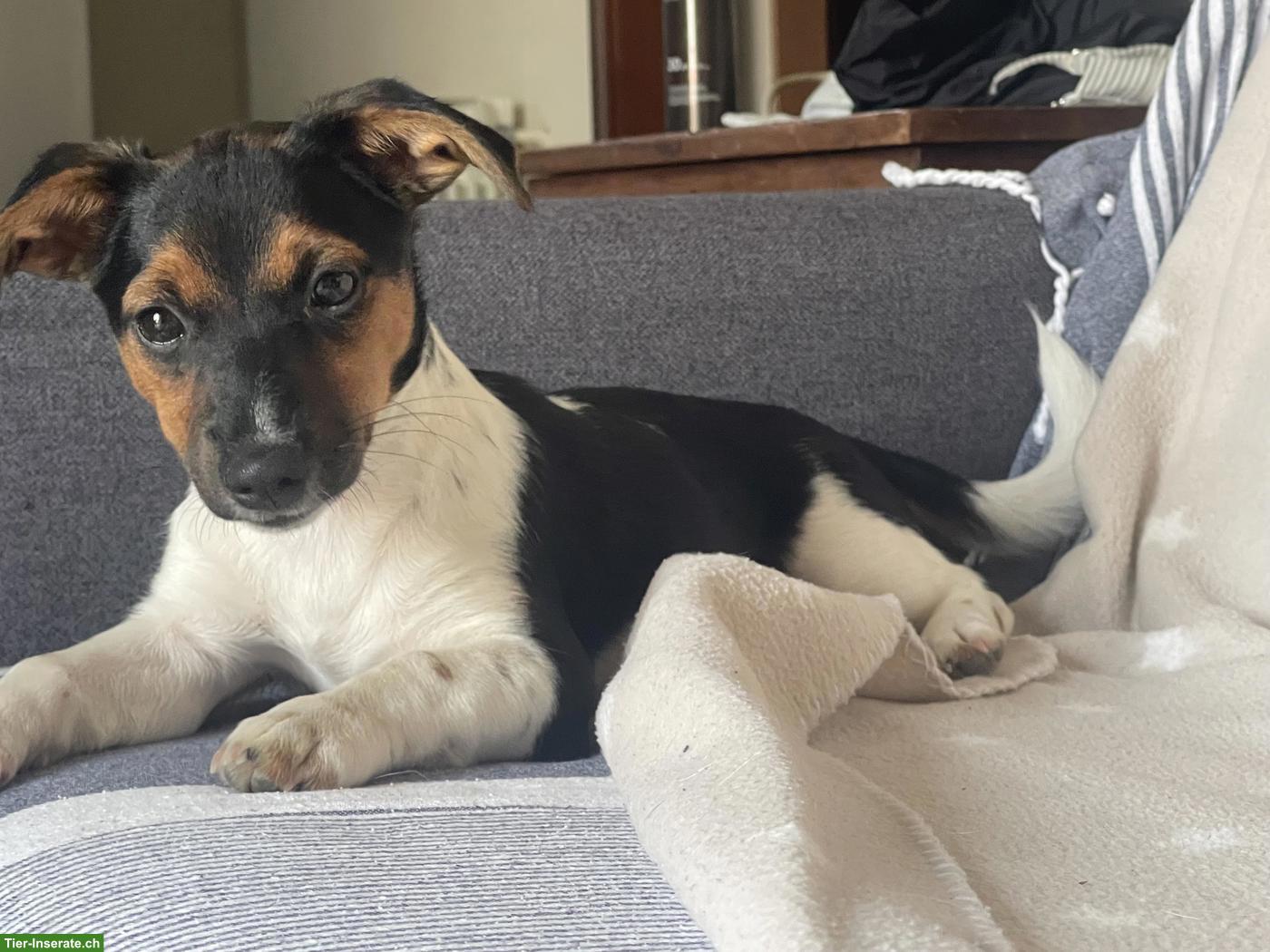 Jack Russell Terrier Welpe sucht liebevolles Zuhause
