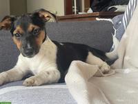 Jack Russell Terrier Welpe sucht liebevolles Zuhause