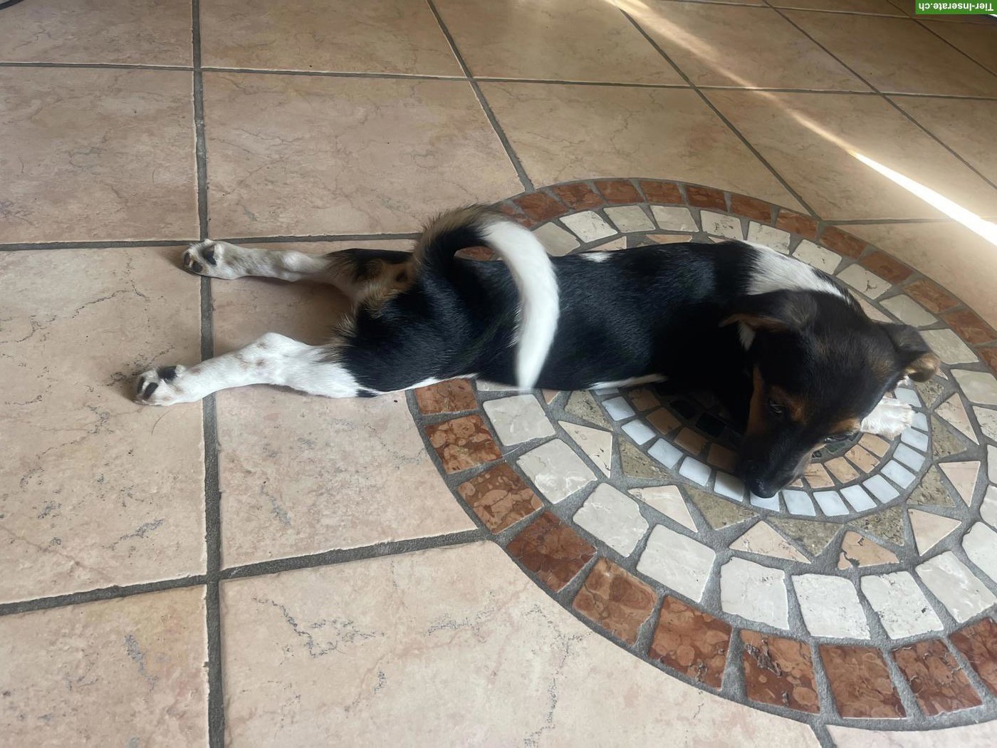 Bild 2: Jack Russell Terrier Welpe sucht liebevolles Zuhause
