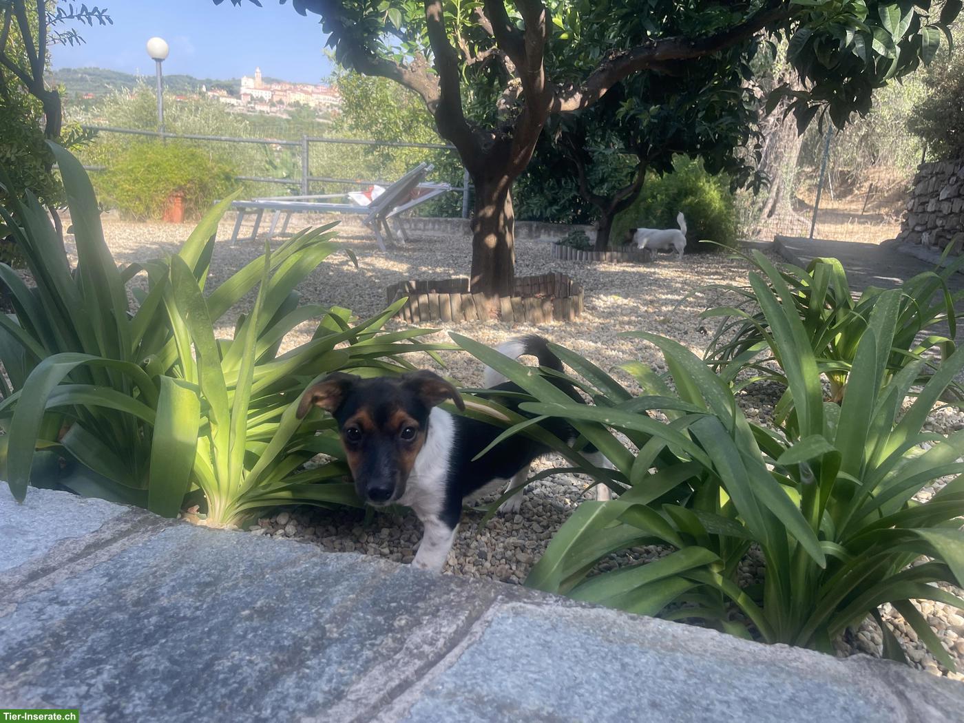 Bild 3: Jack Russell Terrier Welpe sucht liebevolles Zuhause