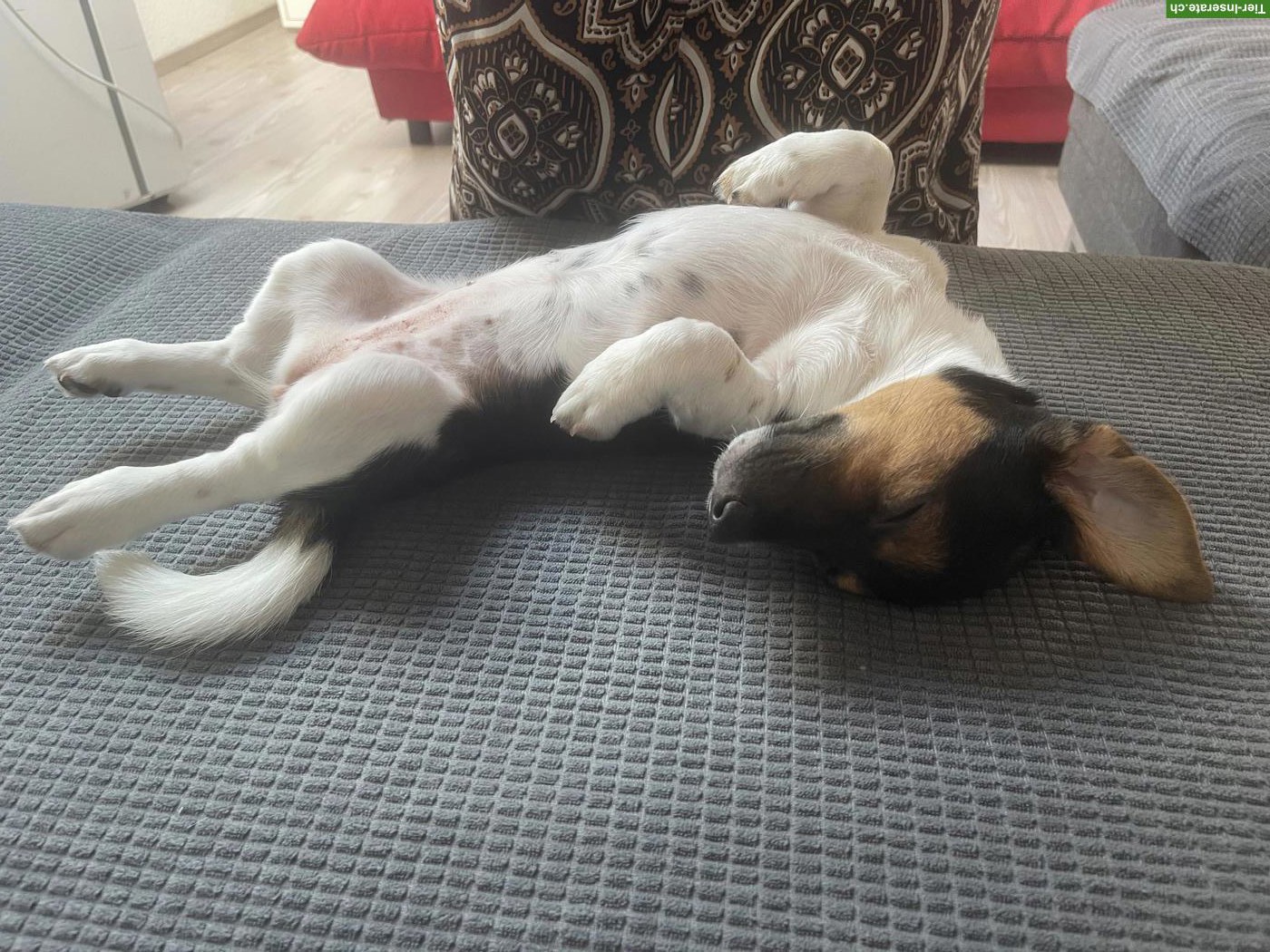 Bild 4: Jack Russell Terrier Welpe sucht liebevolles Zuhause