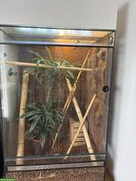 Madagaskar-Taggecko mit Terrarium