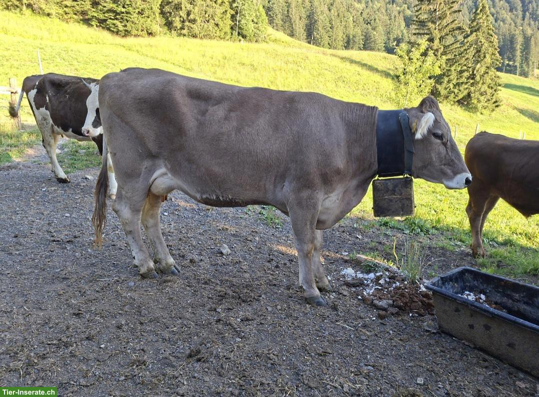 OB-Kuh (1 Melk) zu verkaufen