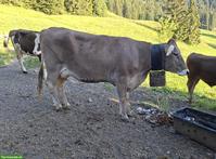 OB-Kuh (1 Melk) zu verkaufen