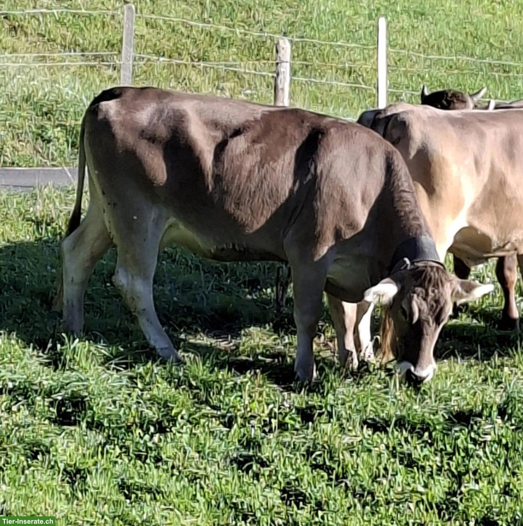 Bild 2: OB-Kuh (1 Melk) zu verkaufen