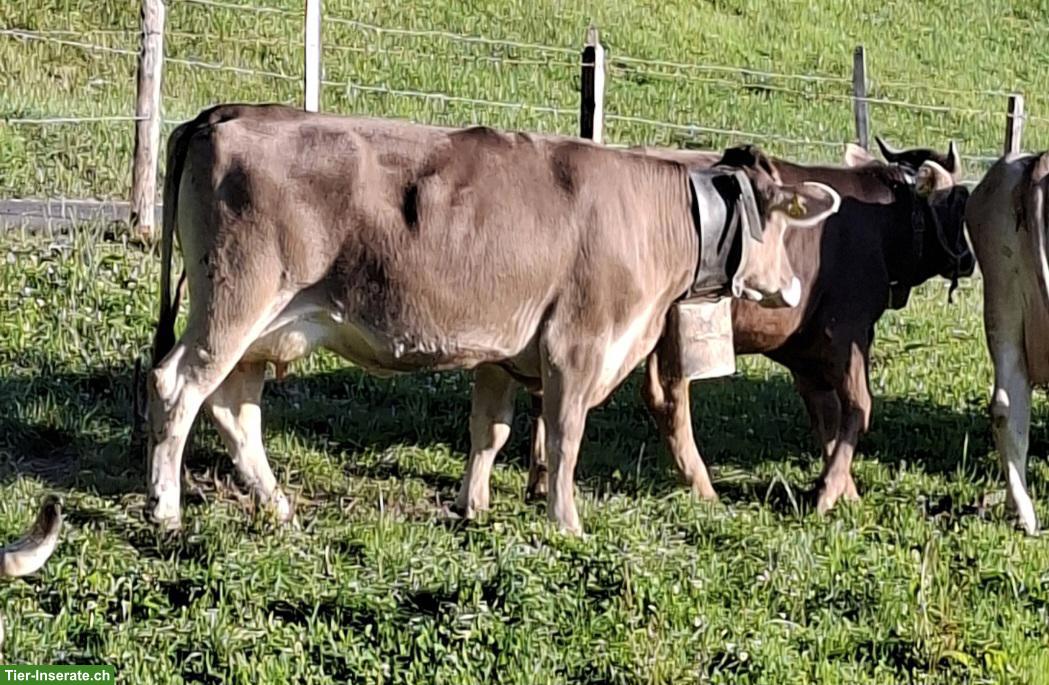 Bild 3: OB-Kuh (1 Melk) zu verkaufen