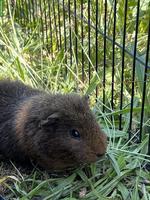 Meerschweinchen gratis abzugeben