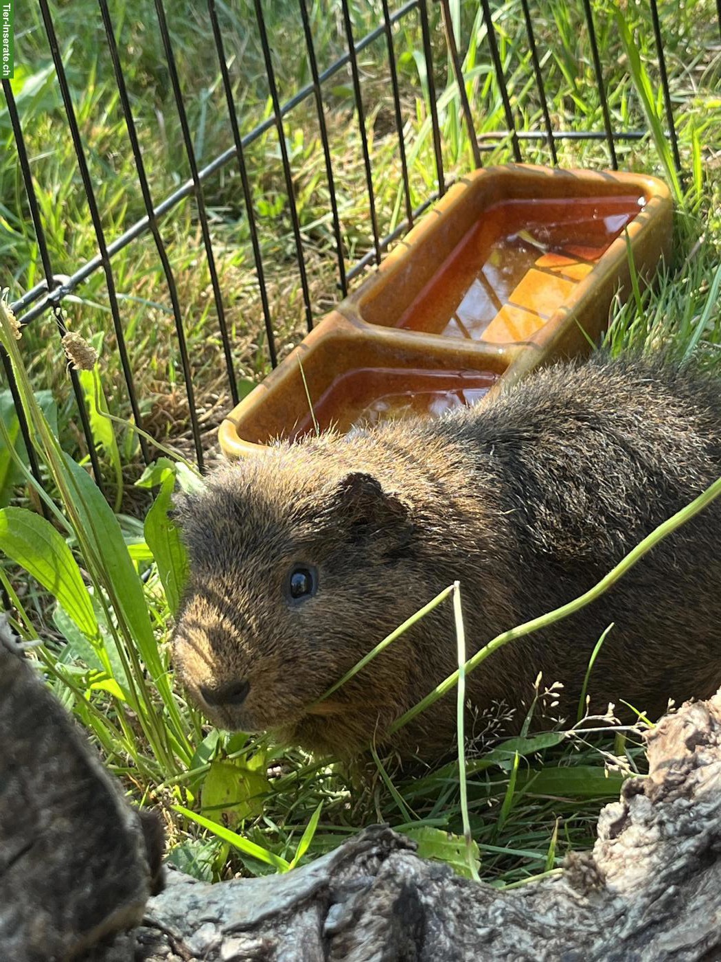 Bild 2: Meerschweinchen gratis abzugeben