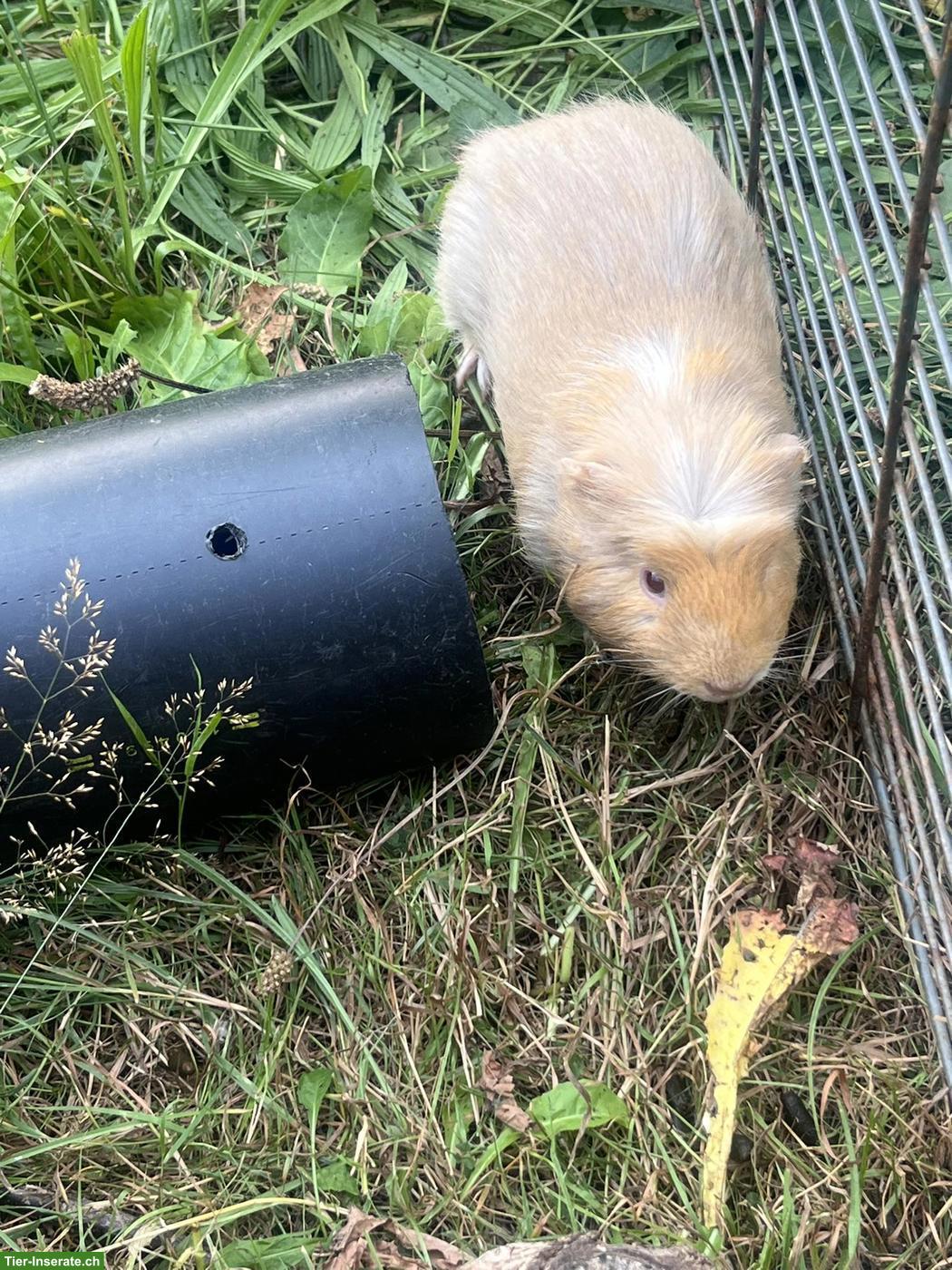 Bild 3: Meerschweinchen gratis abzugeben