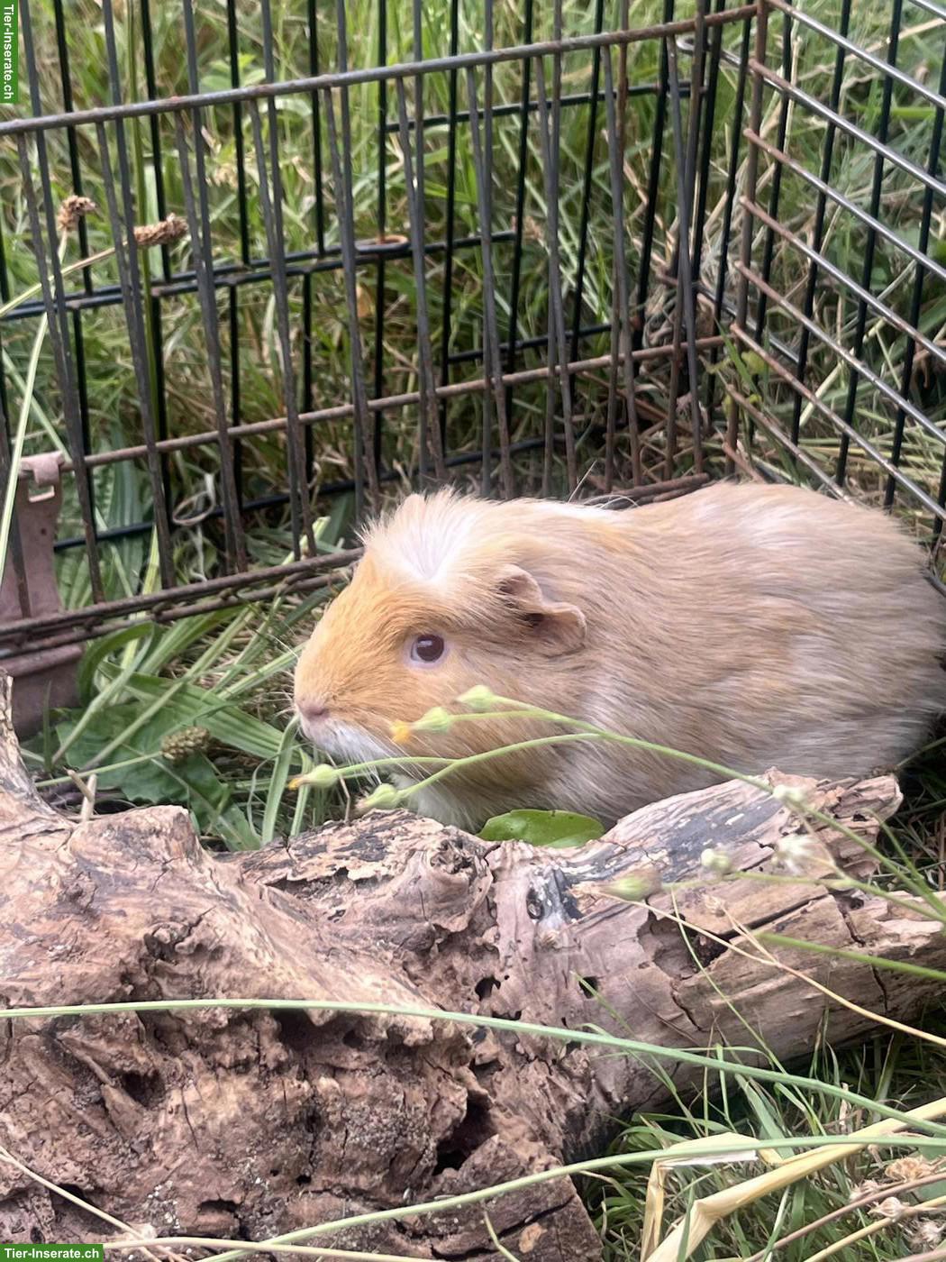 Bild 4: Meerschweinchen gratis abzugeben