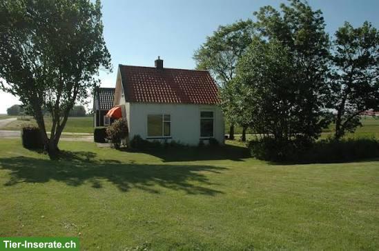 Bild 3: Bauernhaus, kleines Haus, Parterrewohnung-Bauernhaus, Stöckli