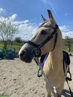 Belgischer Halbblutpony Wallach