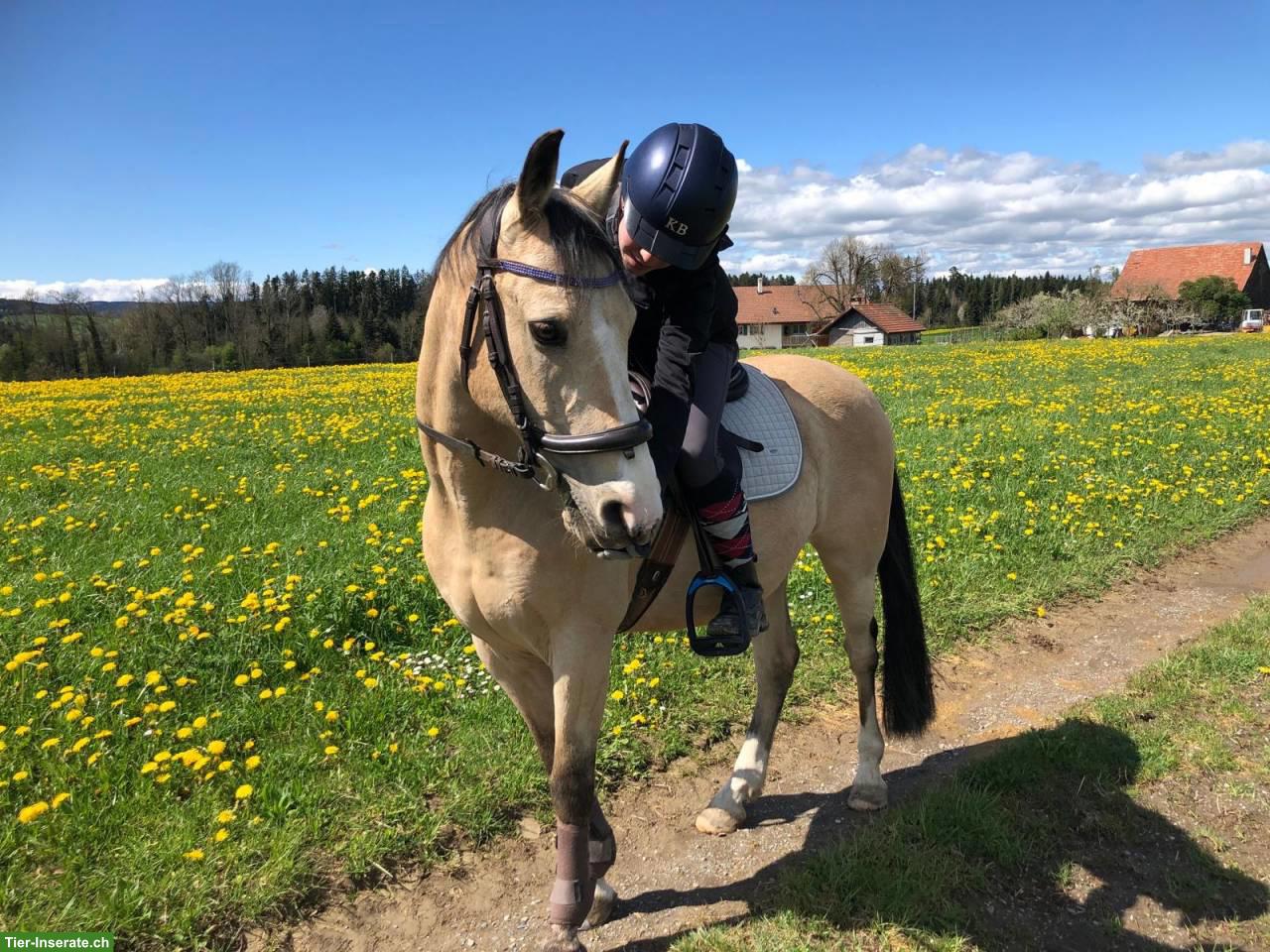 Bild 2: Belgischer Halbblutpony Wallach
