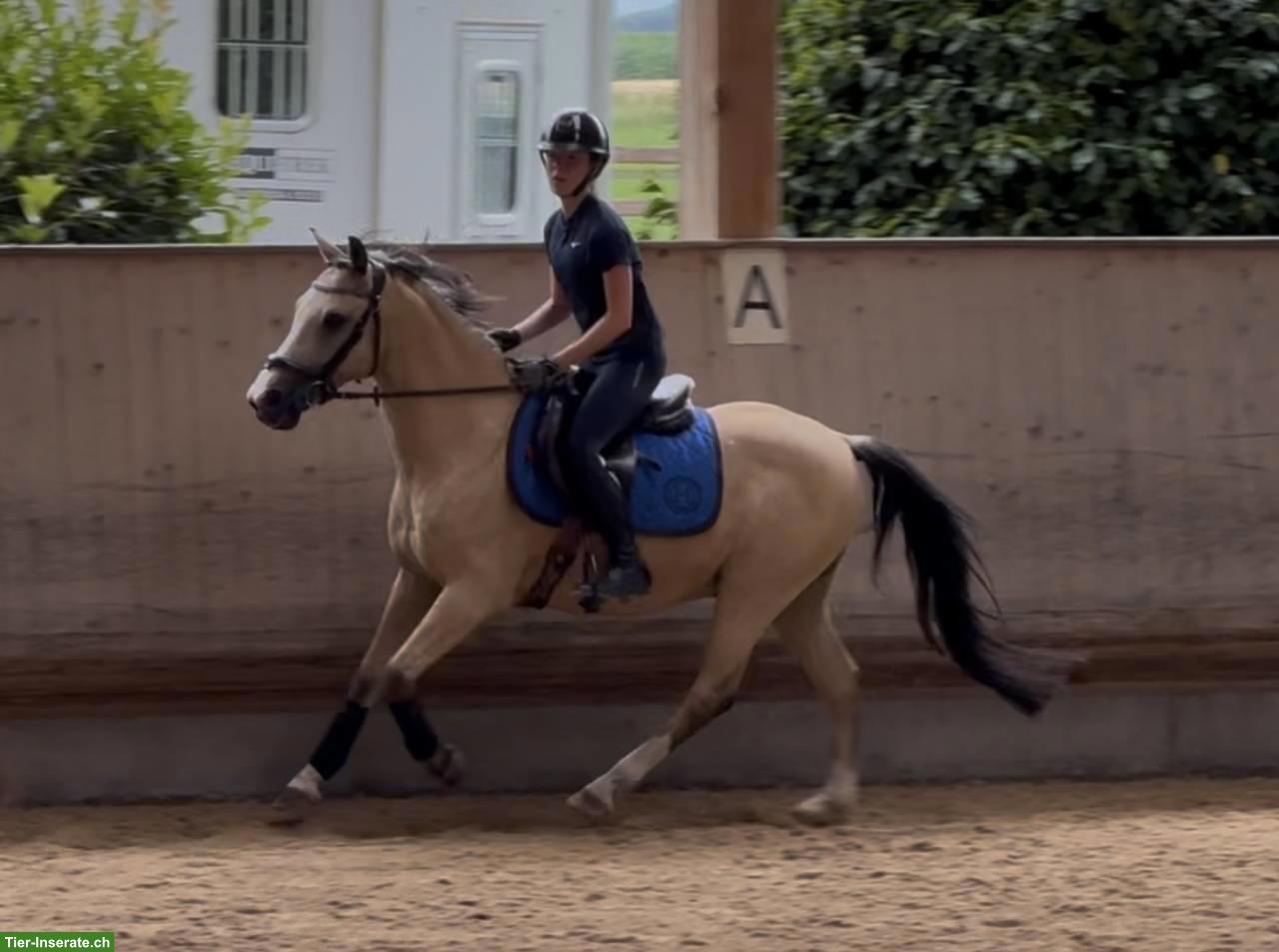 Bild 3: Belgischer Halbblutpony Wallach