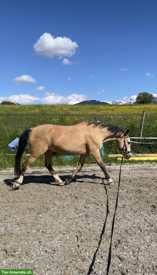Bild 4: Belgischer Halbblutpony Wallach