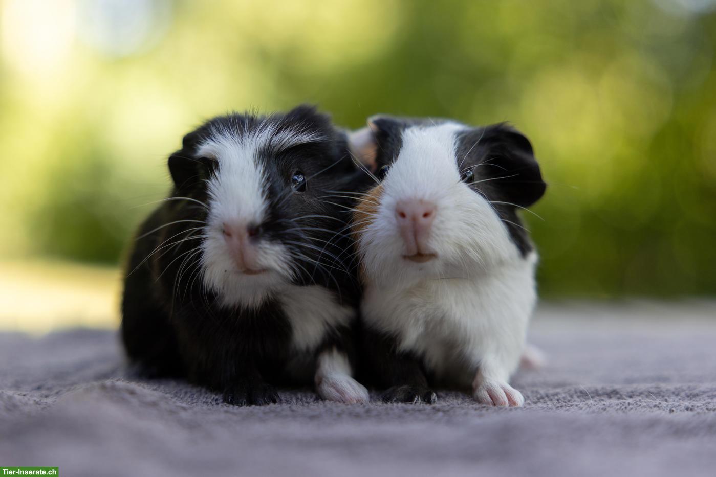 Meerschweinchen-Geschwister suchen Zuhause