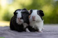 Meerschweinchen-Geschwister suchen Zuhause