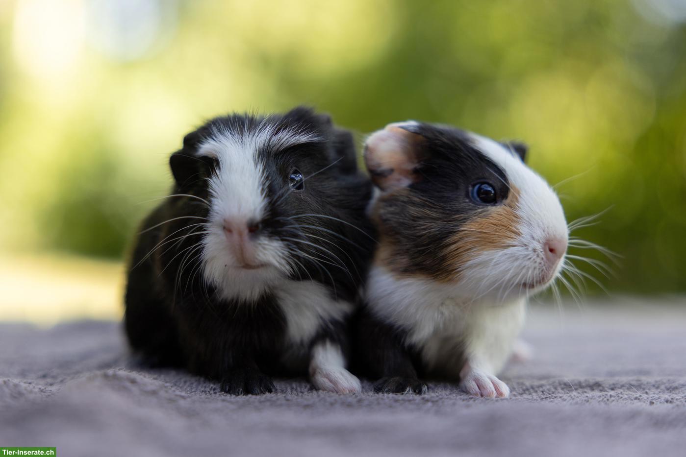 Bild 2: Meerschweinchen-Geschwister suchen Zuhause