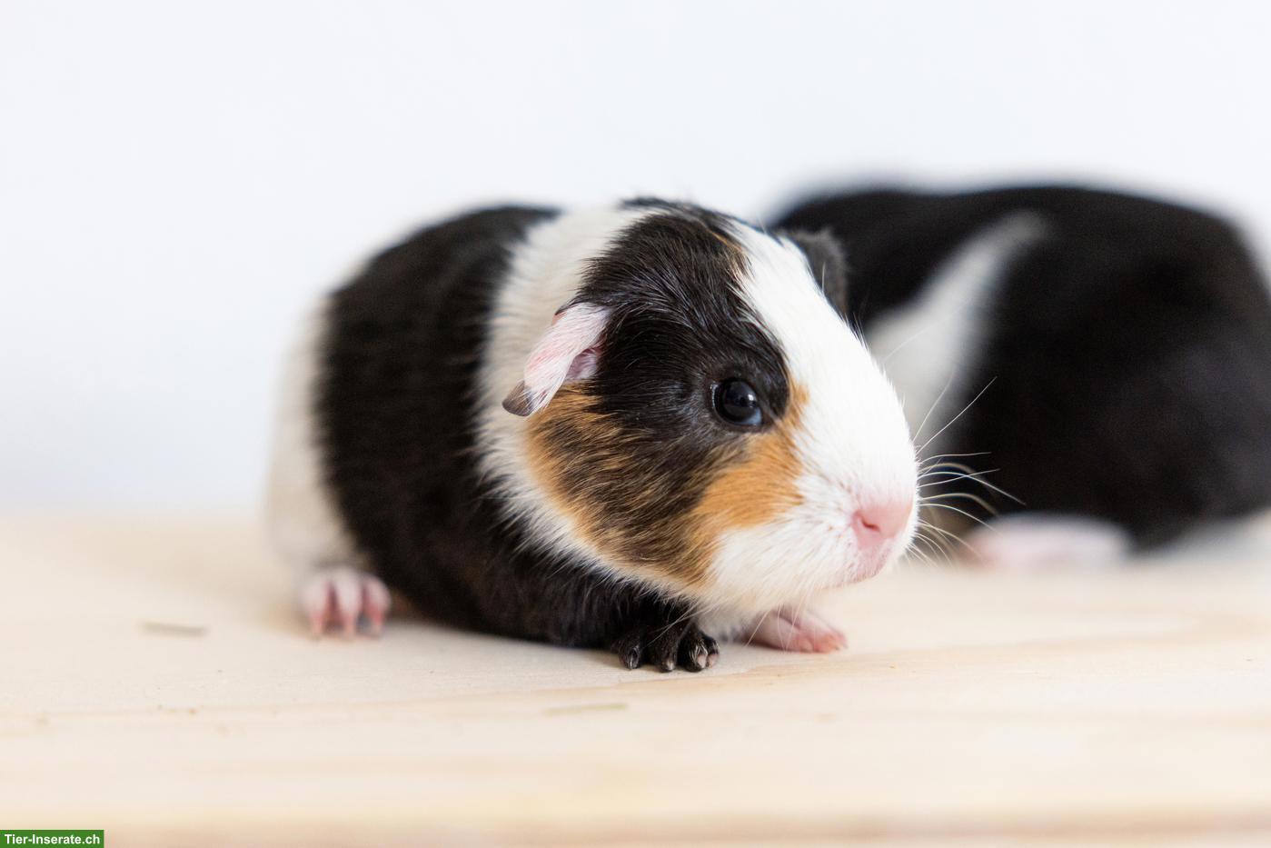 Bild 3: Meerschweinchen-Geschwister suchen Zuhause