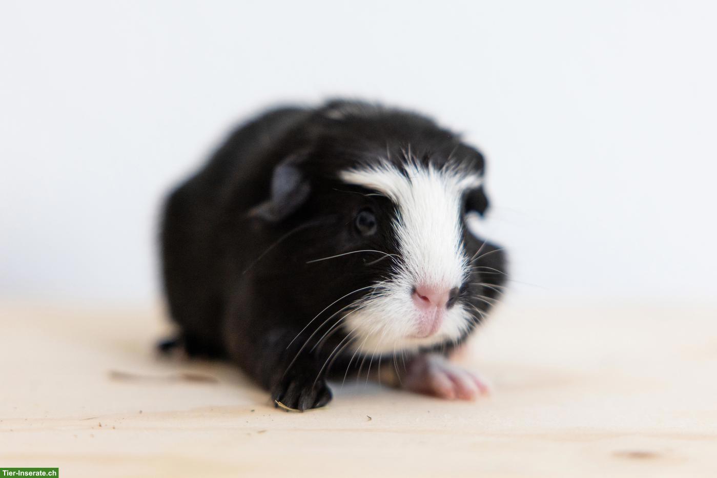 Bild 4: Meerschweinchen-Geschwister suchen Zuhause