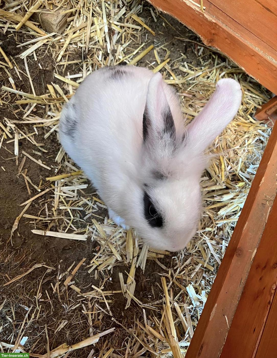 Bild 2: Junges Löwenkopf Kaninchen
