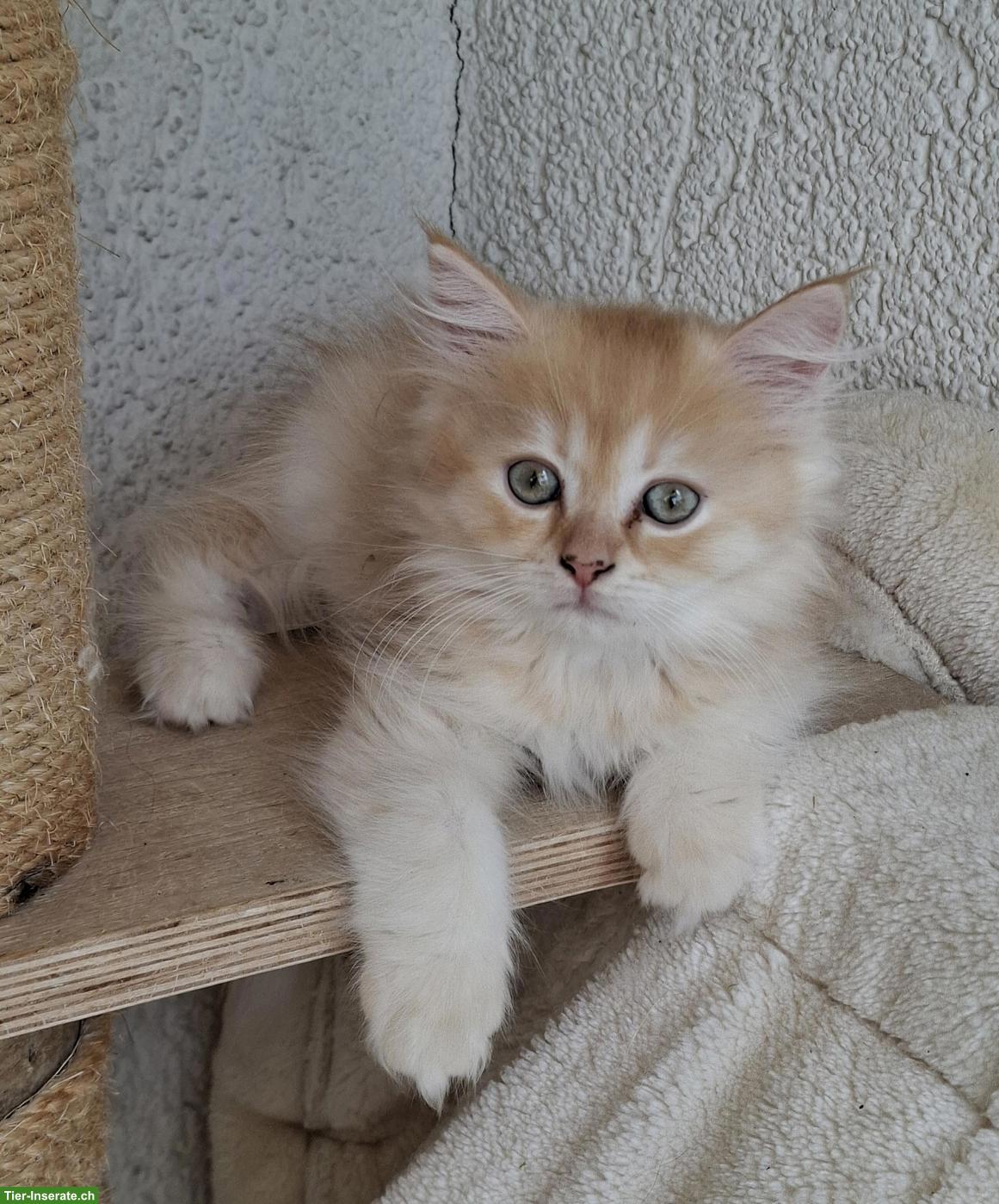 Bild 2: Britisch Langhaar x Selkirk Rex Mix Kitten