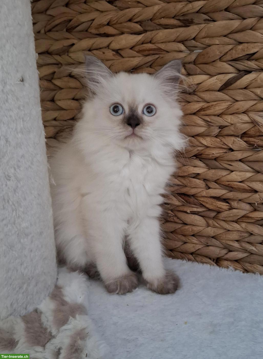 Bild 4: Britisch Langhaar x Selkirk Rex Mix Kitten
