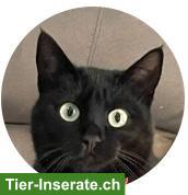 Katze Layla, 3-jährig
