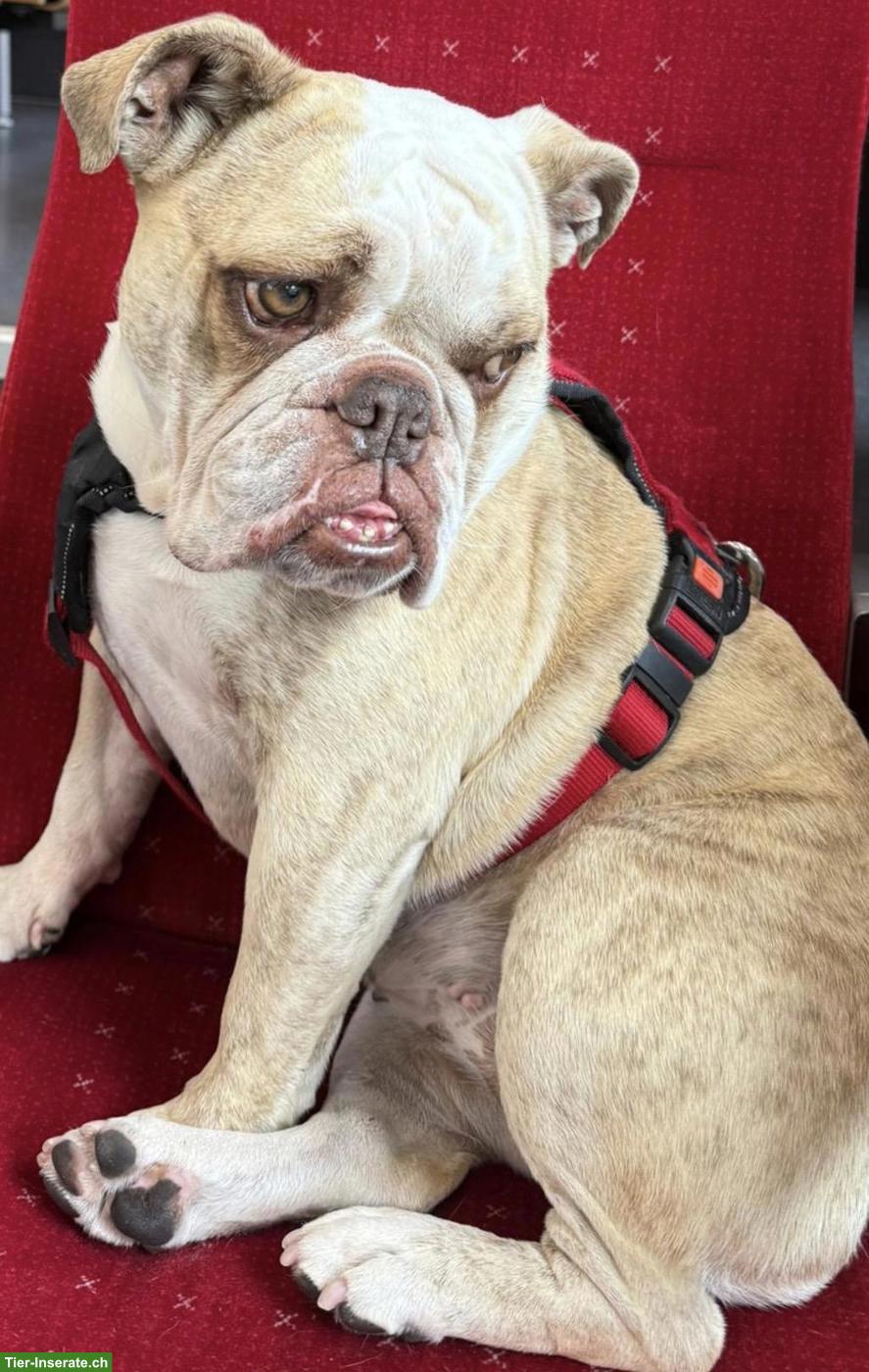5-jährige Bully Hündin sucht liebes Zuhause❤️🐶