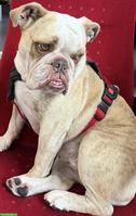 5-jährige Bully Hündin sucht liebes Zuhause❤️🐶