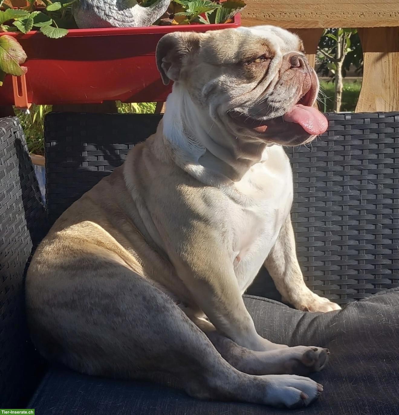 Bild 3: 5-jährige Bully Hündin sucht liebes Zuhause❤️🐶