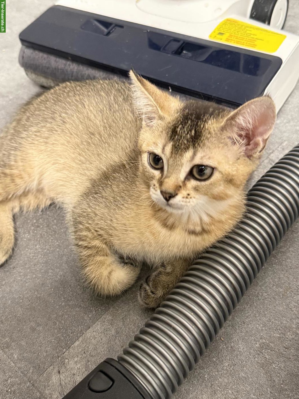 BKH Kitten Black Golden Shaded (ny11)