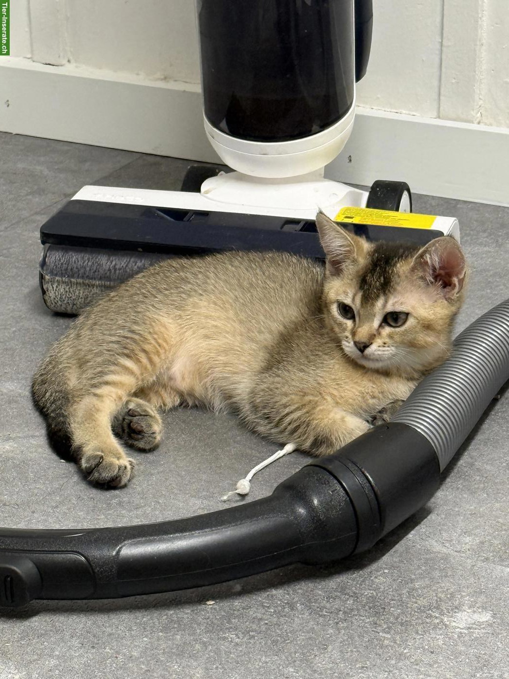 Bild 5: BKH Kitten Black Golden Shaded (ny11)