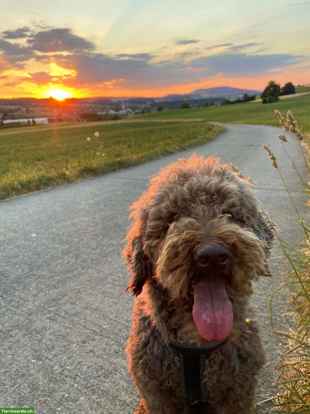 Reinrassiger liebevoller Labradoodle Rüde