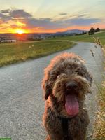 Reinrassiger liebevoller Labradoodle Rüde