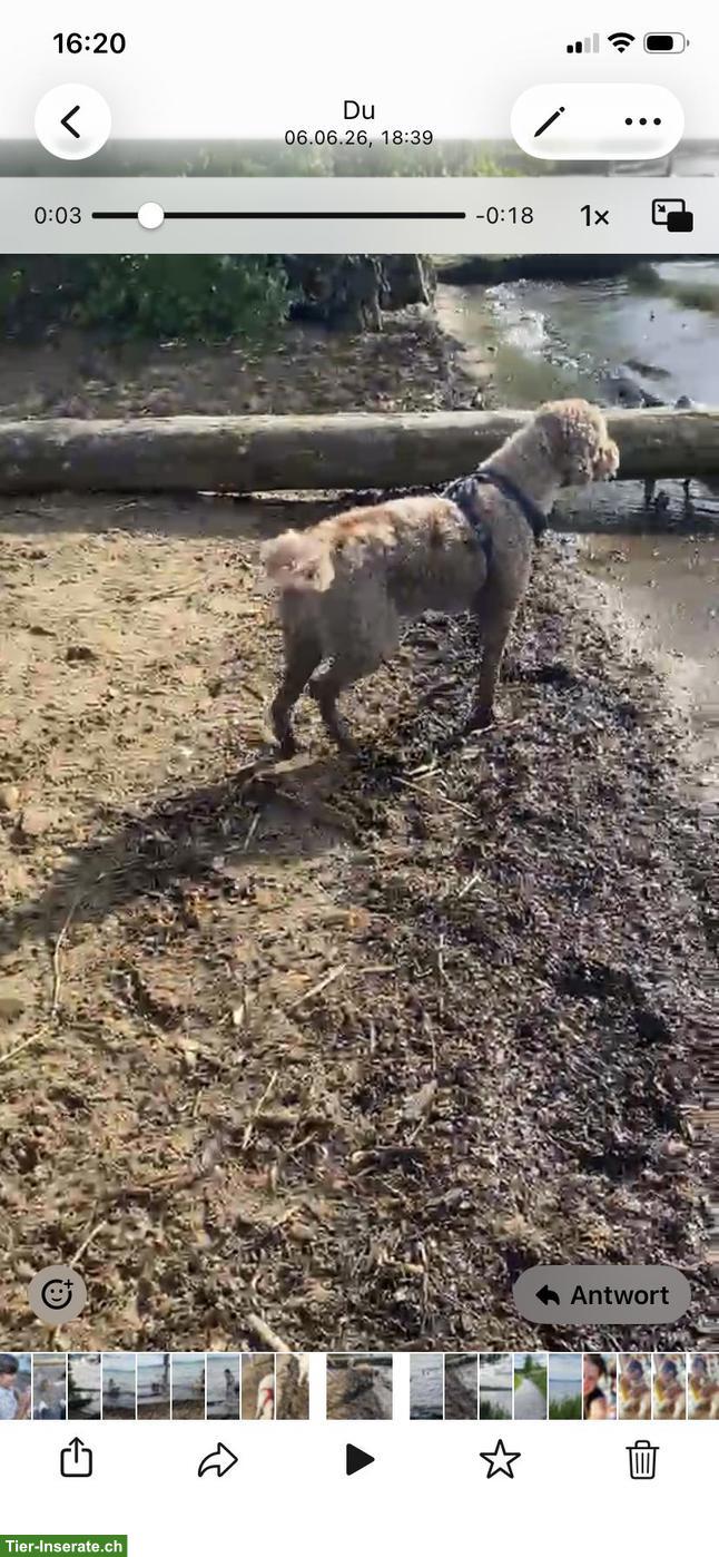 Bild 3: Reinrassiger liebevoller Labradoodle Rüde