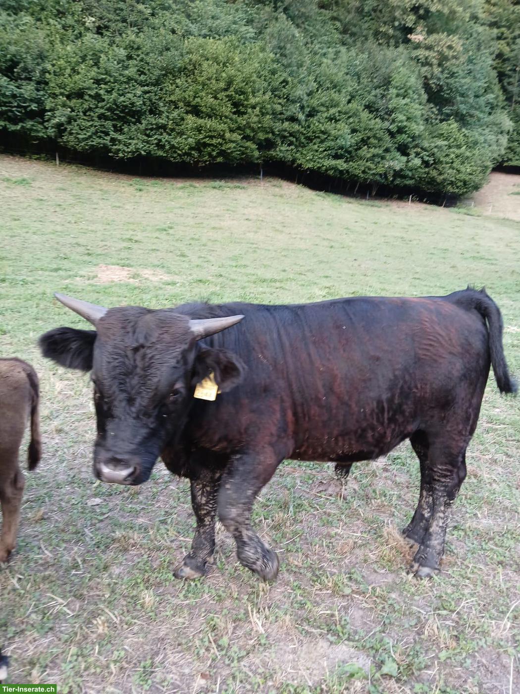 Dexter Stier mit Horn zu verkaufen