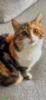 4-jährige Freigängerkatze sucht liebevolles Zuhause ❤️