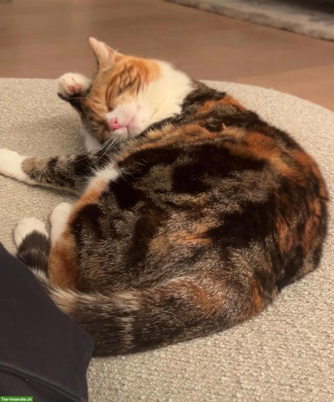Bild 2: 4-jährige Freigängerkatze sucht liebevolles Zuhause ❤️