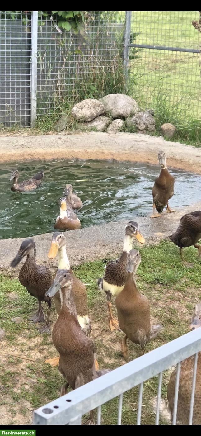 Junge Laufenten aus Naturbrut abzugeben