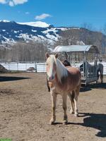 3-jähriger Haflinger Wallach sucht sein für immer Zuhause